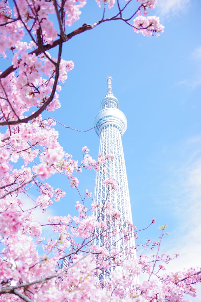 Pink Cherry Blossom Tree Under Blue Sky